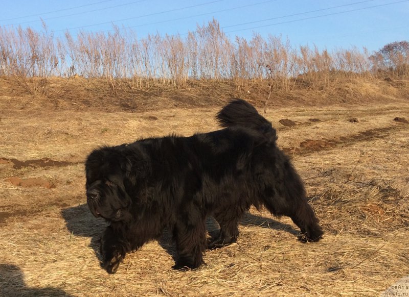 Фото: ньюфаундленд Chernaya Mafia Short and Sweet (Черная Мафия Шорт анд Свеет)