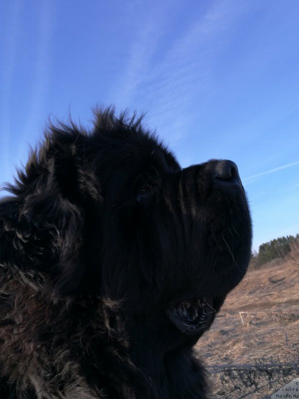 Фото: ньюфаундленд Chernaya Mafia Short and Sweet (Черная Мафия Шорт анд Свеет)