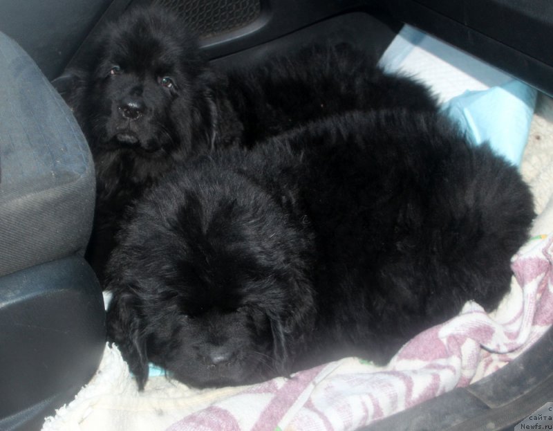 Фото: ньюфаундленд Brownblood MSK Lagendary North (Браунблад MCК Лэджендари Норс), ньюфаундленд Brownblood MSK Lambert Amir (Браунблад МСК Ламберт Амир)