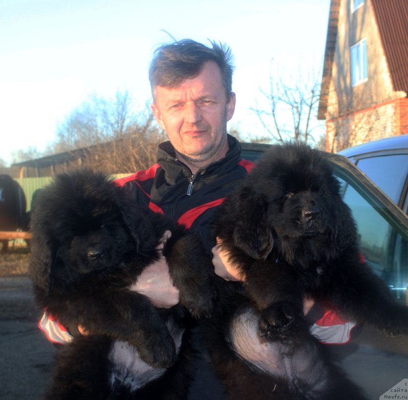 Фото: ньюфаундленд Brownblood MSK Lagendary North (Браунблад MCК Лэджендари Норс), ньюфаундленд Brownblood MSK Lambert Amir (Браунблад МСК Ламберт Амир)