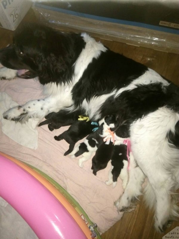 Фото: ньюфаундленд Ros Almaz Otis (Рос Алмаз Отис)