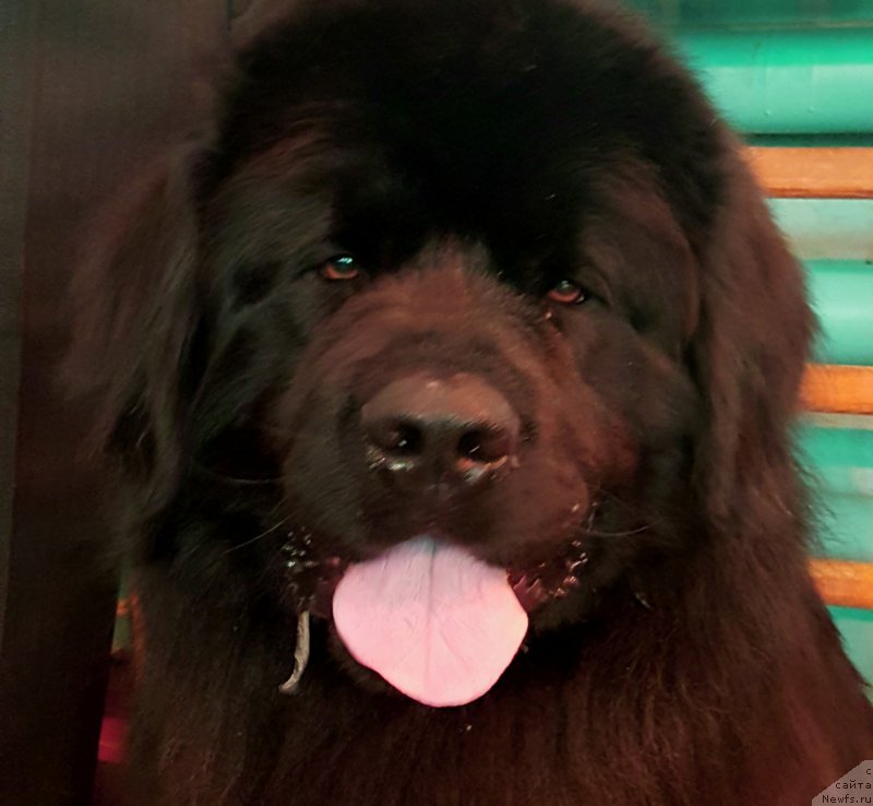Фото: ньюфаундленд Ros Almaz Otis (Рос Алмаз Отис)