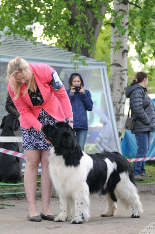 Фото: ньюфаундленд Brait Kopi Elina (Брайт Копи Елина)