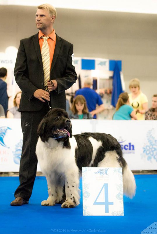 Фото: Брайт Копи Елина 4 место открытый класс, ньюфаундленд Brait Kopi Elina (Брайт Копи Елина)