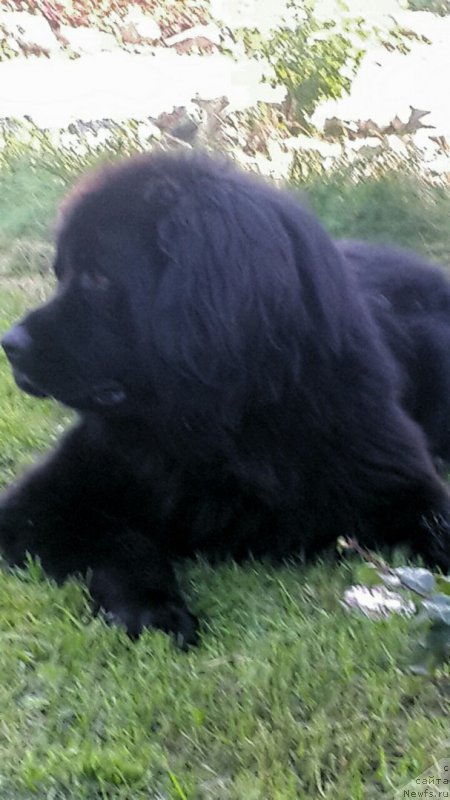 Фото: ньюфаундленд Ros Almaz Otis (Рос Алмаз Отис)