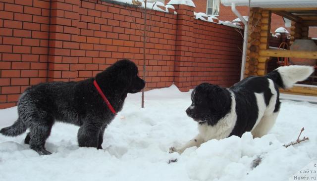 Фото: ньюфаундленд Mag Ispolin Infanta (Маг Исполин Инфанта), ньюфаундленд King of Helluland Good Friend