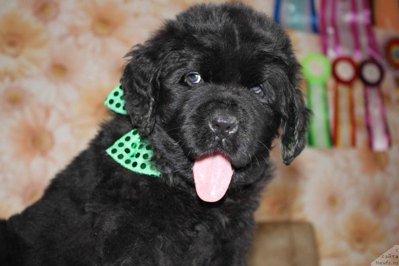 Фото: ньюфаундленд Inter Follou ze Boll (Интер Фоллоу зе Болл)