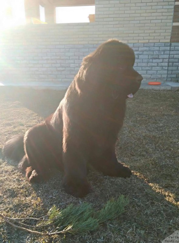 Фото: ньюфаундленд Perun is Antagrada (Перун из Антаграда)