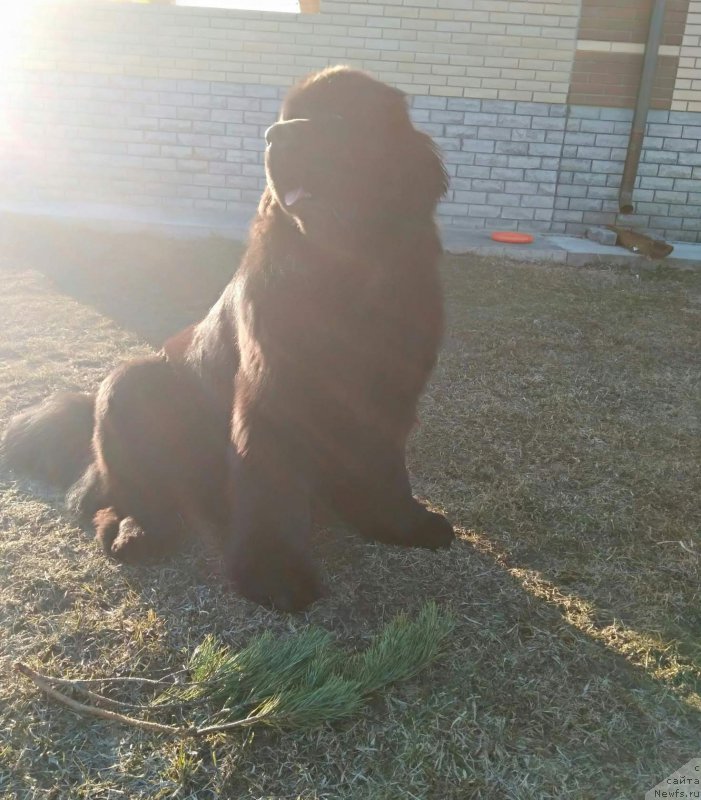 Фото: ньюфаундленд Perun is Antagrada (Перун из Антаграда)