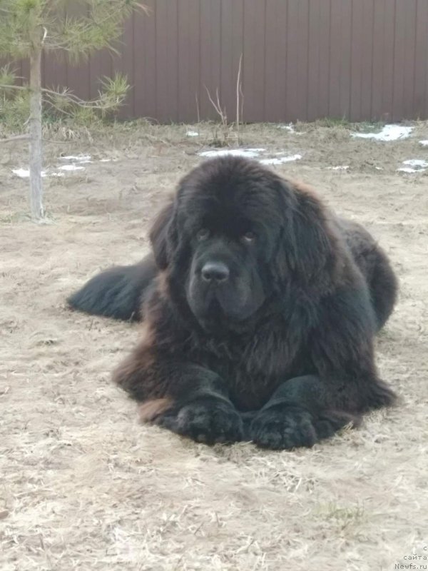 Фото: ньюфаундленд Perun is Antagrada (Перун из Антаграда)