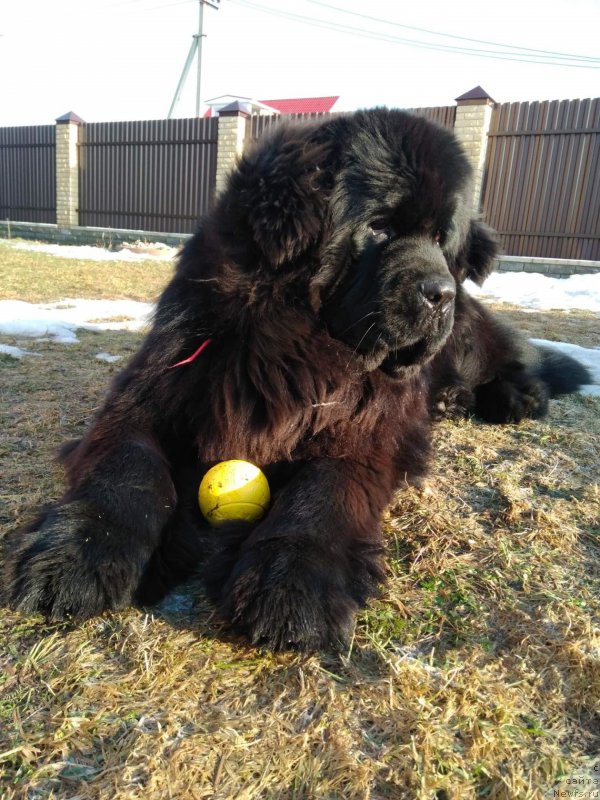 Фото: ньюфаундленд Perun is Antagrada (Перун из Антаграда)