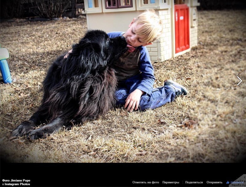 Фото: ньюфаундленд Dalkens Callisto Capri