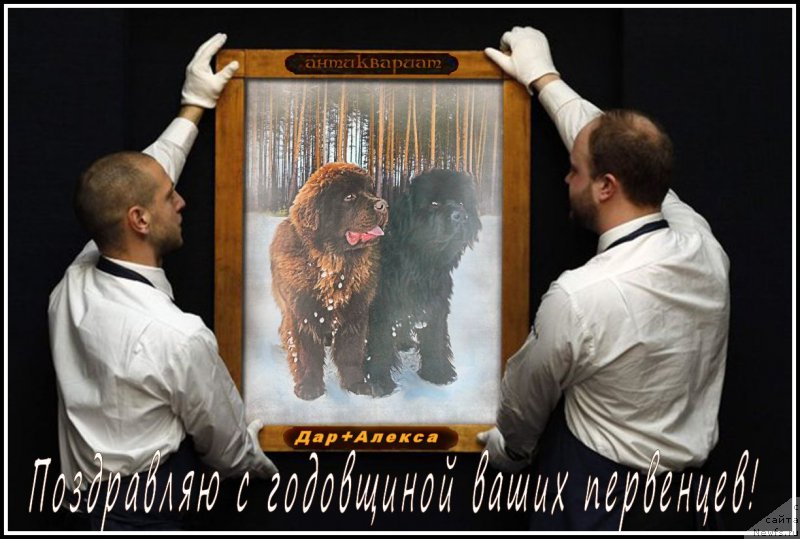 Фото: ньюфаундленд Brownblood MSK Hakim Gold Haydar (Браунблад МСК Хаким Голд Хайдар), ньюфаундленд N'yufort Taym's Gold Aleksa (Ньюфорт Тайм'с Голд Алекса)