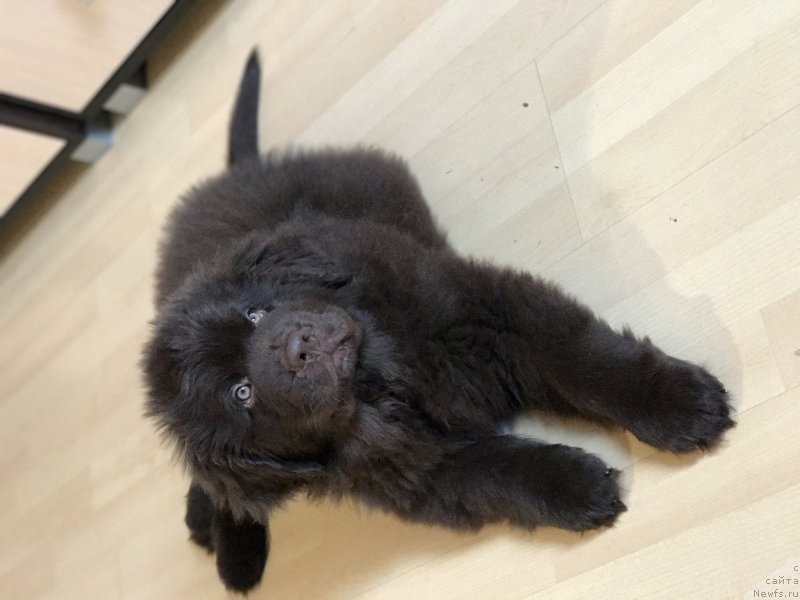 Фото: ньюфаундленд Brownblood MSK Larchie Ardon (Браунблад МСК Ларчи Ардон)