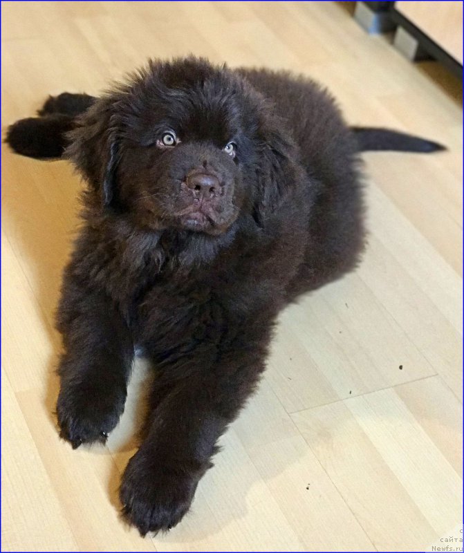 Фото: ньюфаундленд Brownblood MSK Larchie Ardon (Браунблад МСК Ларчи Ардон)