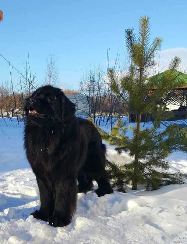 Фото: ньюфаундленд Ros Almaz Otis (Рос Алмаз Отис)