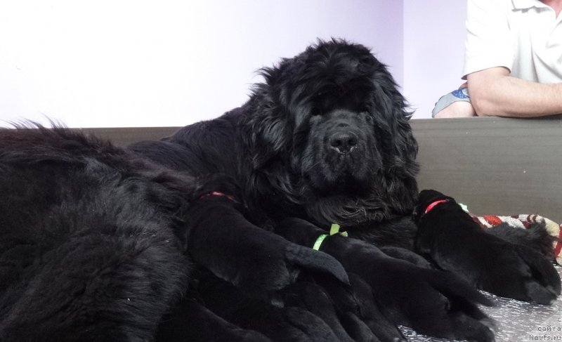 Фото: ньюфаундленд N'yufort Bavariya (Ньюфорт Бавария)