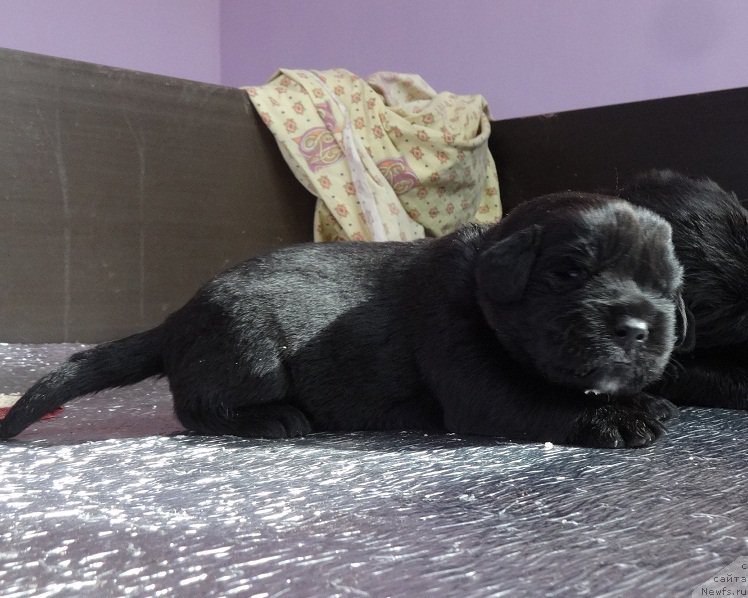 Фото: ньюфаундленд N'yufort Bavariya (Ньюфорт Бавария)