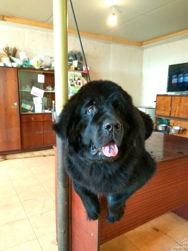 Фото: ньюфаундленд CHernyiy Balu Zaznoba Dushi Moey (Черный Балу Зазноба Души Моей)