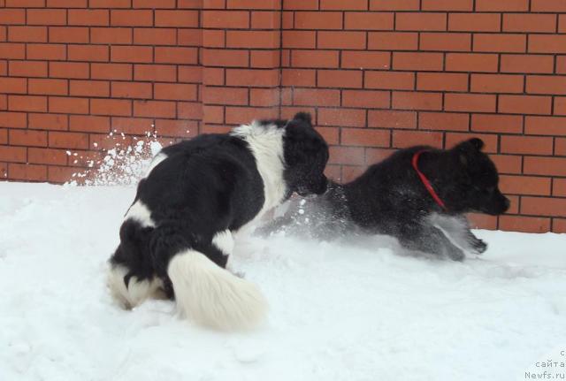 Фото: ньюфаундленд Mag Ispolin Infanta (Маг Исполин Инфанта), ньюфаундленд King of Helluland Good Friend