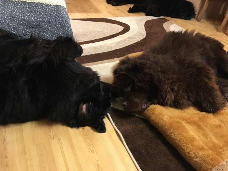 Фотография № 223110