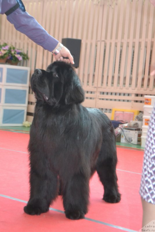 Фото: ньюфаундленд Nikita Bogatyr Imperii (Никита Богатырь Империи)