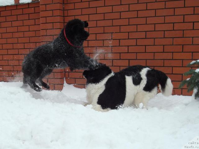 Фото: ньюфаундленд Mag Ispolin Infanta (Маг Исполин Инфанта), ньюфаундленд King of Helluland Good Friend