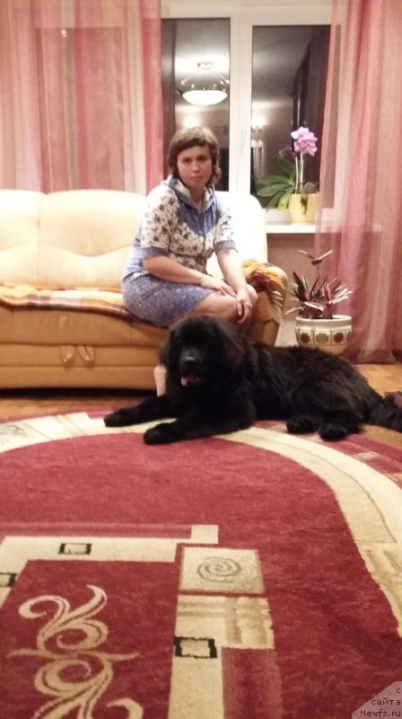 Фото: ньюфаундленд Sirius Bol'shoy Pes (Сириус Большой Пес)
