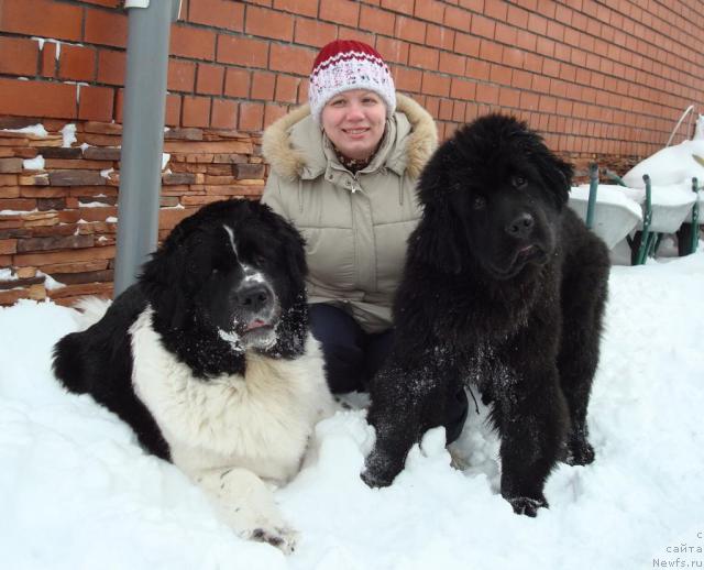 Фото: ньюфаундленд Mag Ispolin Infanta (Маг Исполин Инфанта), Elena Gorbunova (Елена Горбунова), ньюфаундленд King of Helluland Good Friend