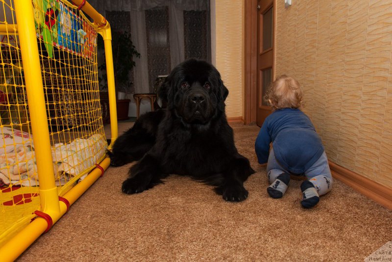 Фото: ньюфаундленд Belkonder-Club Bianca Marussia (Белкондер-Клаб Бьянка Маруша)