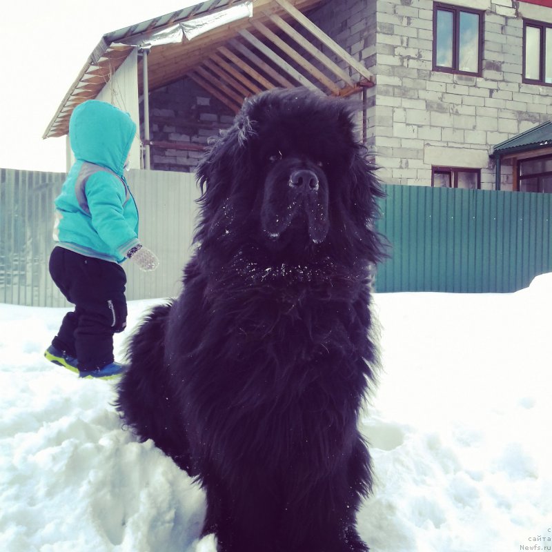 Фото: ньюфаундленд Ih Vyisochestvo Vladlena Madjiks (Их Высочество Владлена Маджикс), Илья