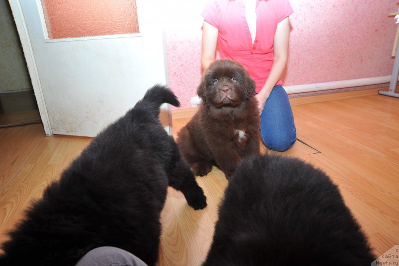 Фото: ньюфаундленд A I Super Premium (А Я Супер Премиум)