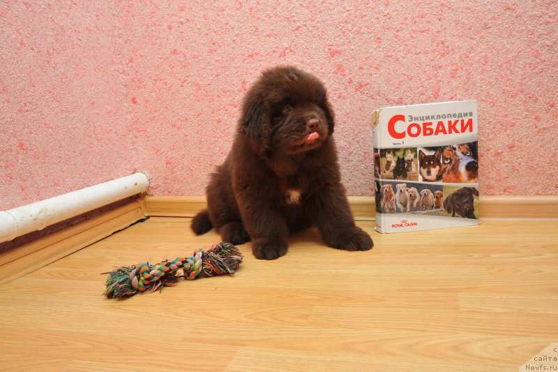 Фото: ньюфаундленд A I Super Premium (А Я Супер Премиум)