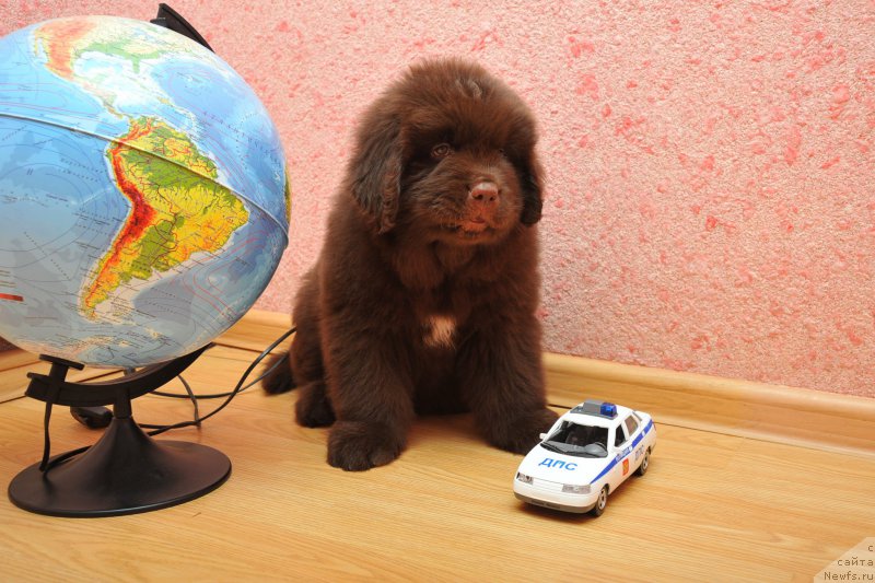 Фото: ньюфаундленд A I Super Premium (А Я Супер Премиум)