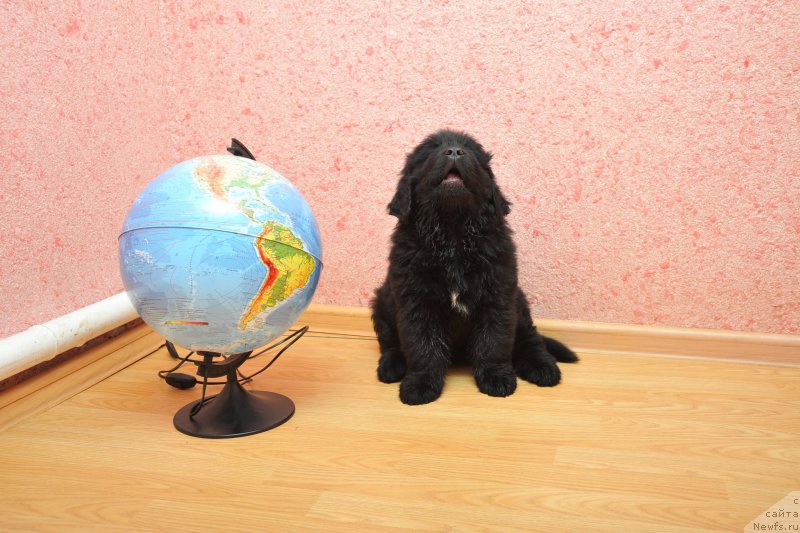 Фото: ньюфаундленд Anfisa Zvezda Parmyi (Анфиса Звезда Пармы)