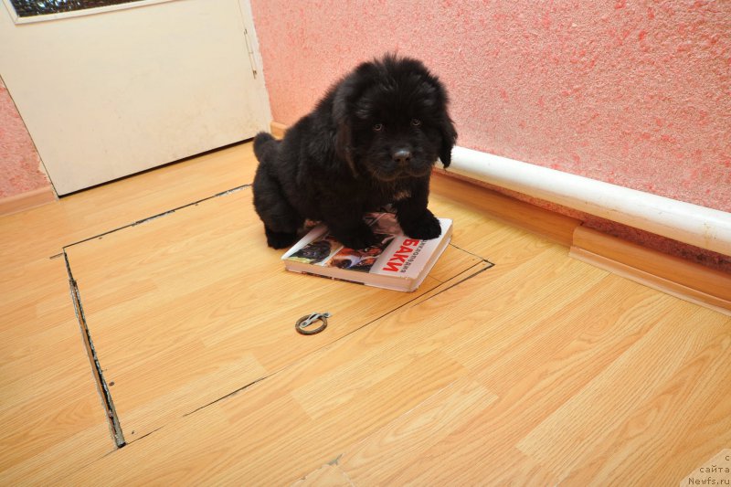 Фото: ньюфаундленд Anfisa Zvezda Parmyi (Анфиса Звезда Пармы)