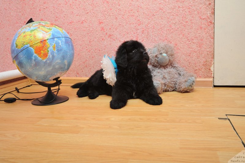 Фото: ньюфаундленд Anfisa Zvezda Parmyi (Анфиса Звезда Пармы)