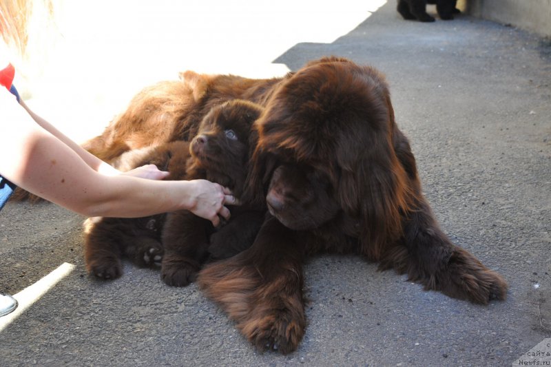 Фото: ньюфаундленд Hohotushka s Berega Dona (Хохотушка с Берега Дона), ньюфаундленд A I Super Premium (А Я Супер Премиум)