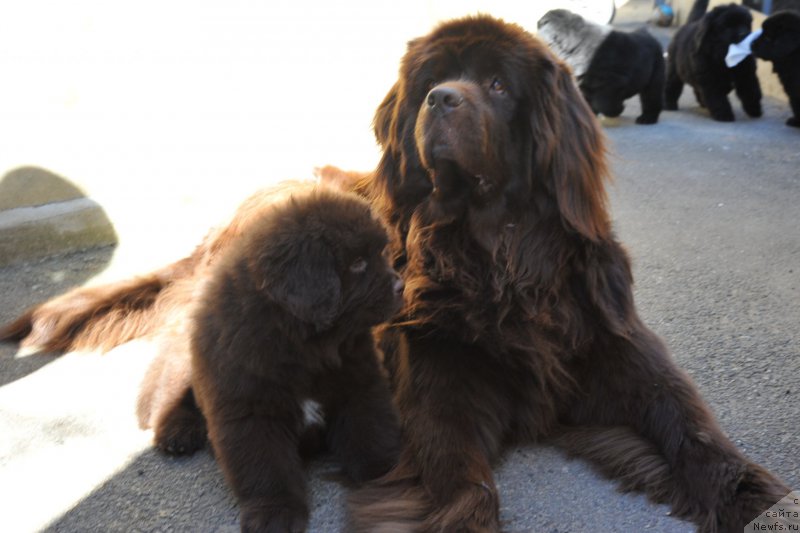 Фото: ньюфаундленд Hohotushka s Berega Dona (Хохотушка с Берега Дона), ньюфаундленд A I Super Premium (А Я Супер Премиум)