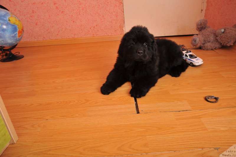 Фото: ньюфаундленд Anariyel' Luchik Udachi (Анариэль Лучик Удачи)