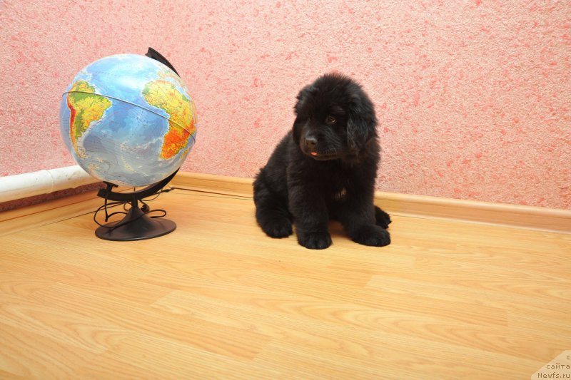 Фото: ньюфаундленд Anariyel' Luchik Udachi (Анариэль Лучик Удачи)