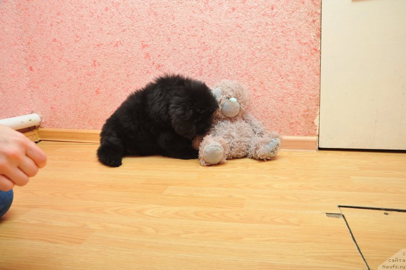 Фото: ньюфаундленд Anariyel' Luchik Udachi (Анариэль Лучик Удачи)