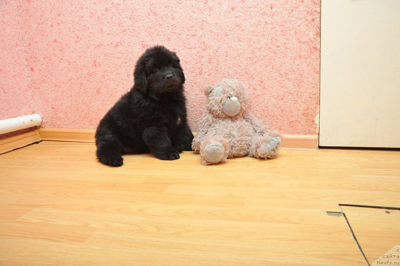 Фото: ньюфаундленд Anariyel' Luchik Udachi (Анариэль Лучик Удачи)