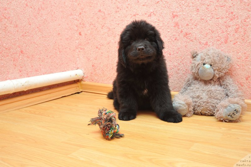 Фото: ньюфаундленд Anariyel' Luchik Udachi (Анариэль Лучик Удачи)