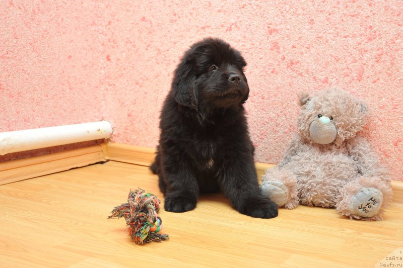 Фото: ньюфаундленд Anariyel' Luchik Udachi (Анариэль Лучик Удачи)