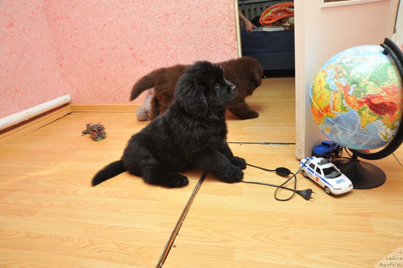 Фото: ньюфаундленд Anariyel' Luchik Udachi (Анариэль Лучик Удачи)