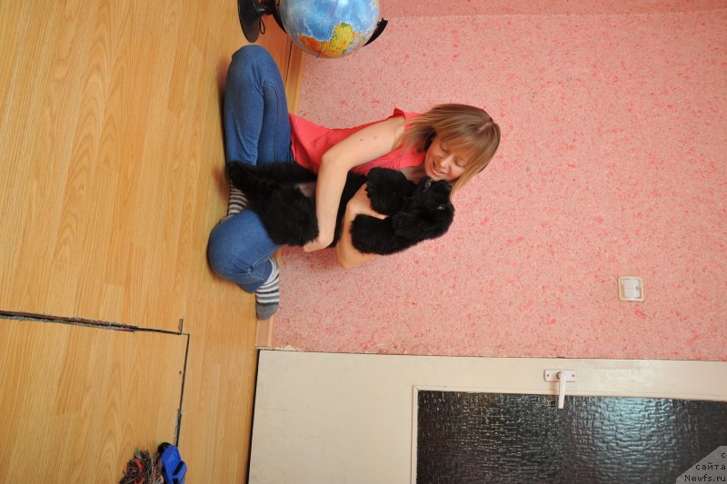 Фото: ньюфаундленд Anariyel' Luchik Udachi (Анариэль Лучик Удачи)