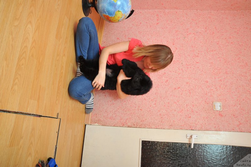 Фото: ньюфаундленд Anariyel' Luchik Udachi (Анариэль Лучик Удачи)