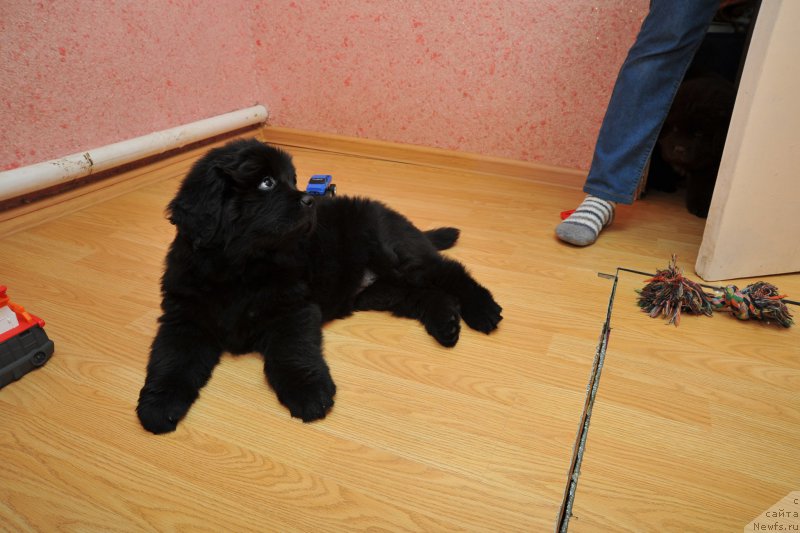 Фото: ньюфаундленд Azaliya Ditya T'myi (Азалия Дитя Тьмы)