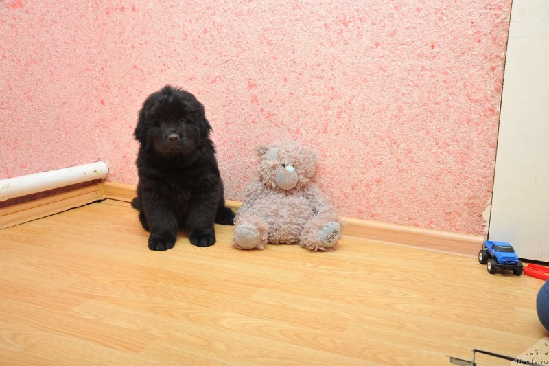 Фото: ньюфаундленд Azaliya Ditya T'myi (Азалия Дитя Тьмы)